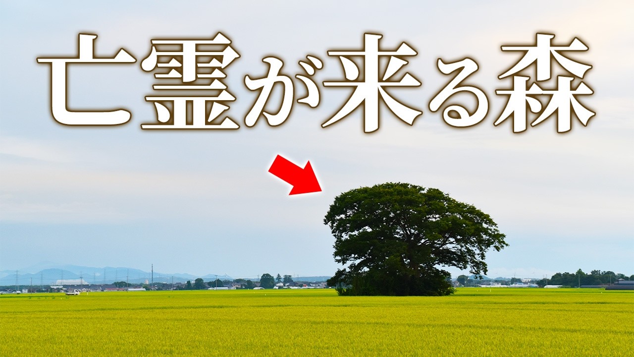 山形県で、亡霊が来る森を見つけた。
