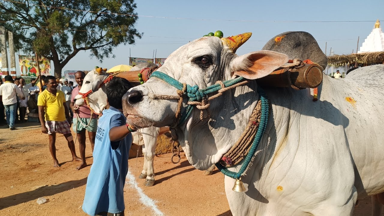 మామిళ్ళపల్లి సీనియర్ విభాగం బండలాగుడు పోటీల 2వ జత M గోపాలకృష్ణ పెద్దదగడ