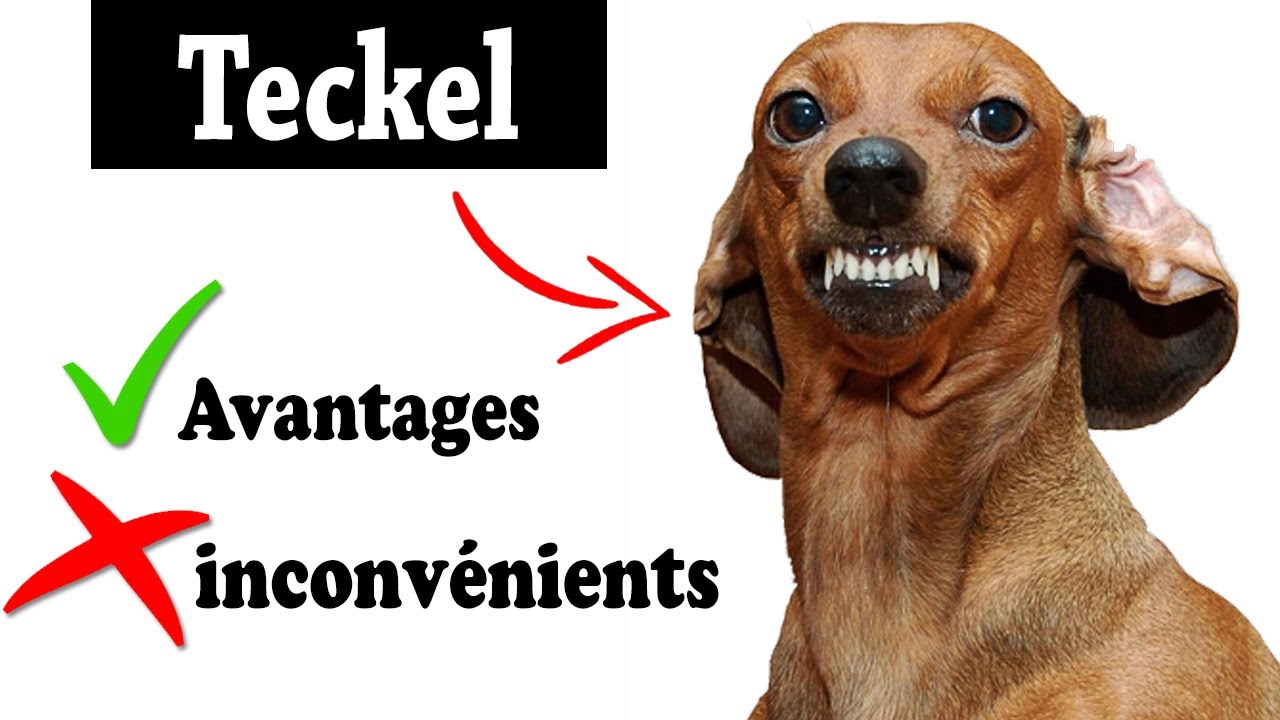 Teckel Avantages et Inconv&eacute;nients | Teckel Le mal Et Le Bien De La Race