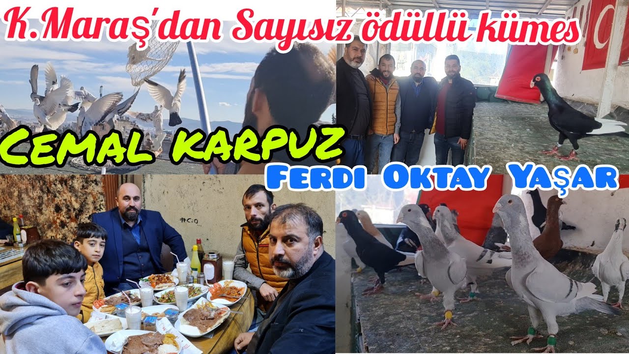 K.Maraş'dan Sayısız ödüllü kümes Cemal Karpuz ve Ferdi Oktay Yaşar#aksoyfiloelvanguvercinleri#kuş#tr