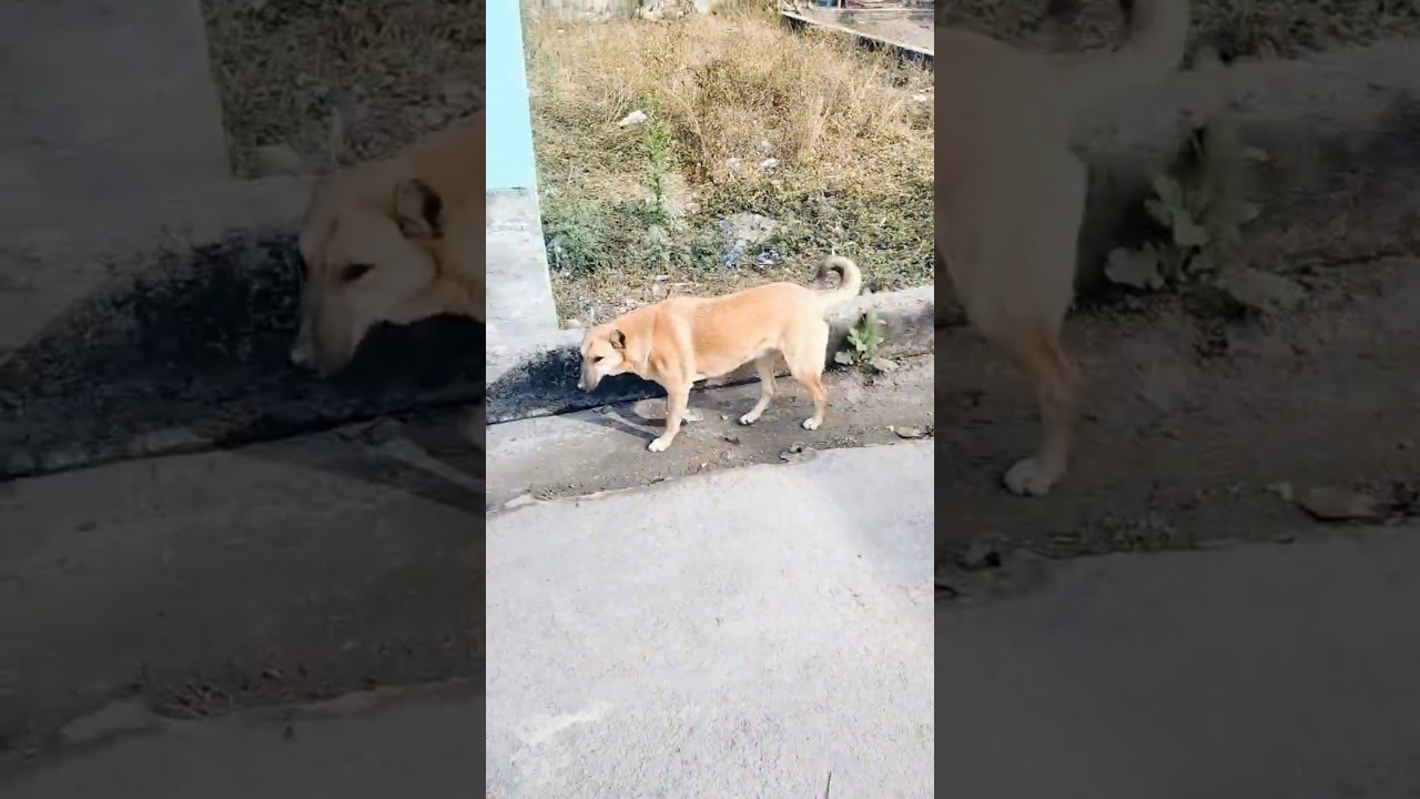 dog video 