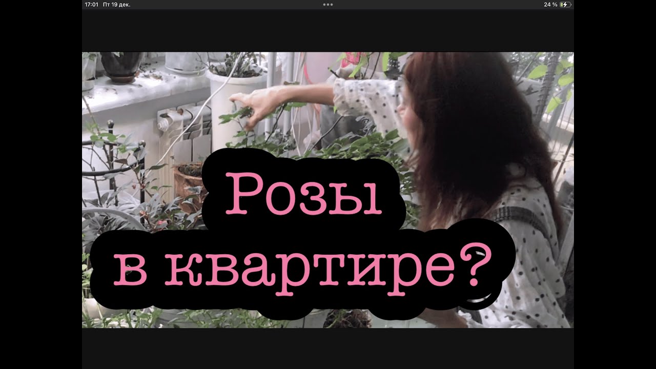 Цветут в квартире