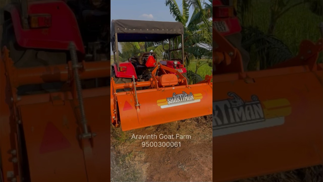 Green fooder in night time|Boer Goat|#boer #trending #shorts #viral #boer #boergoats