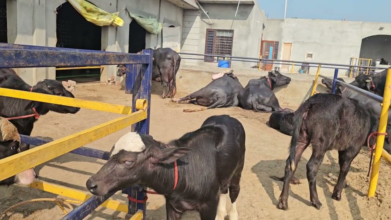 Vlog pindi sidhu farm 