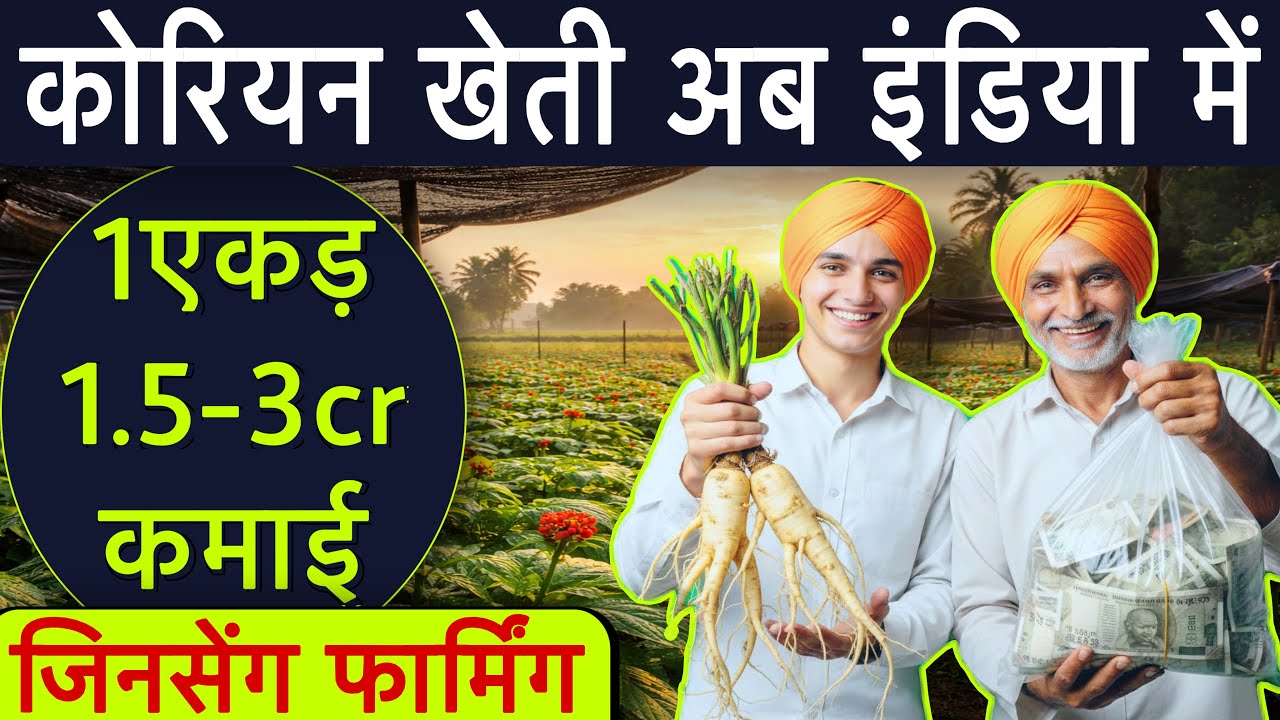 High Value Cash Crop: जिनसेंग की खेती || संपूर्ण जानकारी || Most Profitable Farming,Farming Business