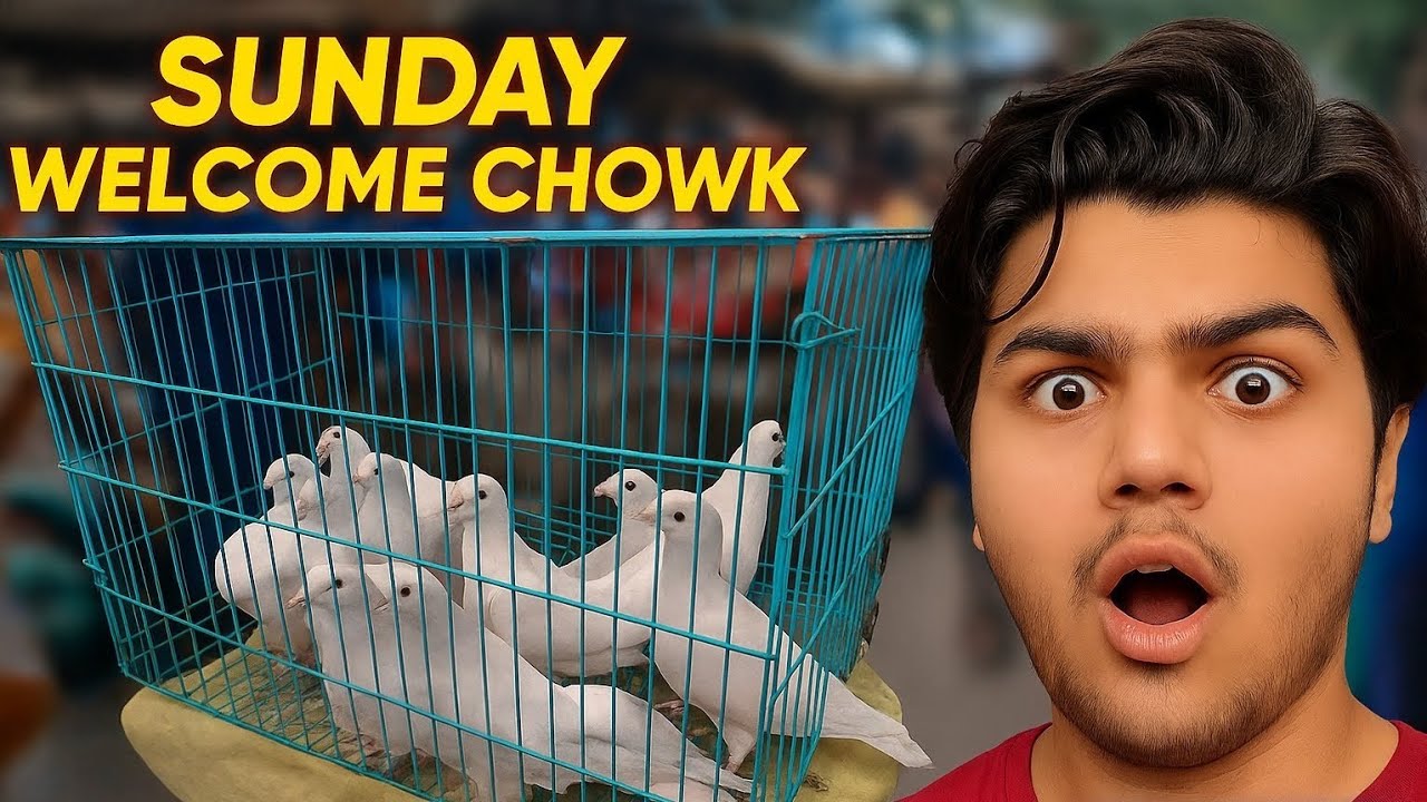  🕊️ Delhi ka Sabse Sasta Kabootar Market 😱 Sunday Welcome Chowk | Hidden Pigeon Market #vlog #viral 