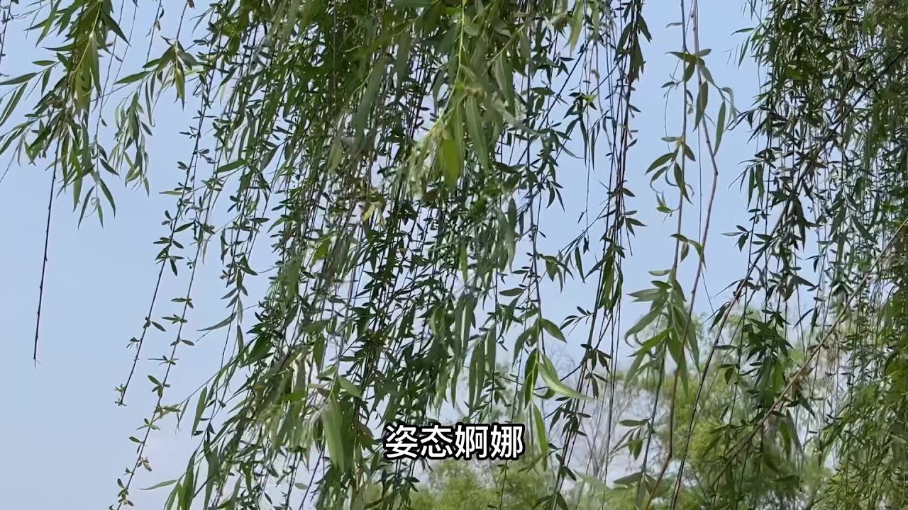 柳树为什么格外受文人墨客的喜爱？