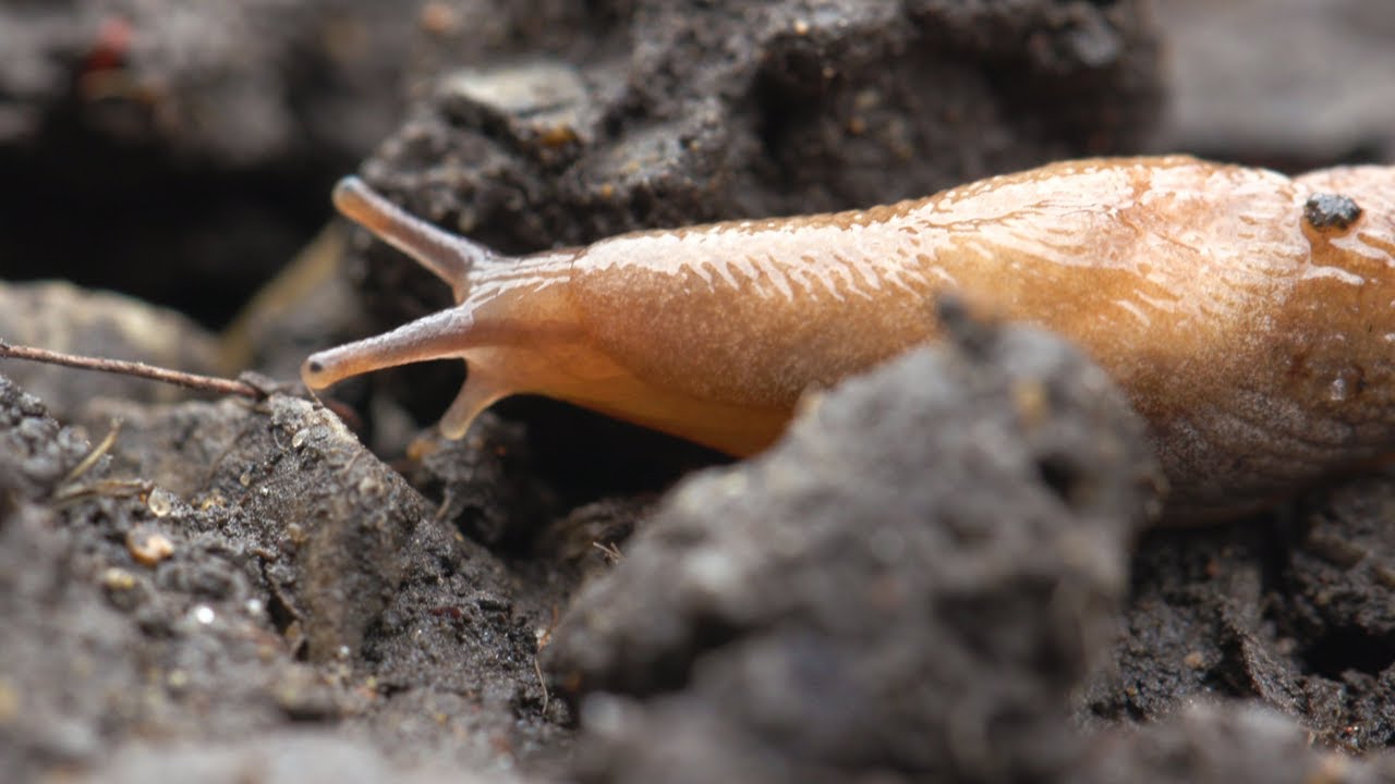 A Slug Eating in Macro (Looks Very Strange)