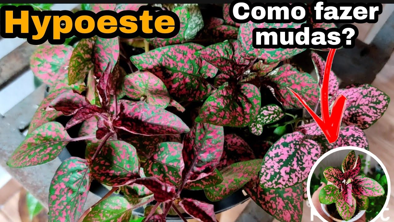 HYPOESTE || COMO FAZER MUDAS? 🌺🌹