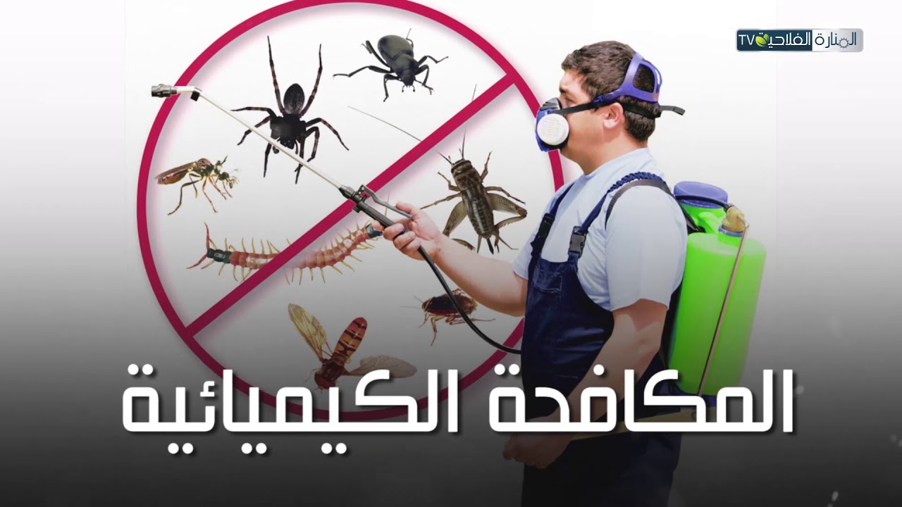 ذبابة ثمار الزيتون الأضرار و وسائل المكافحة