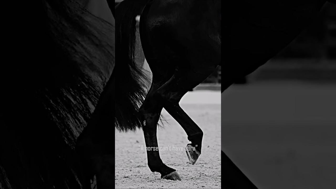 Horse definition of aura 🔥 #horse #equestrian #sports #motivation