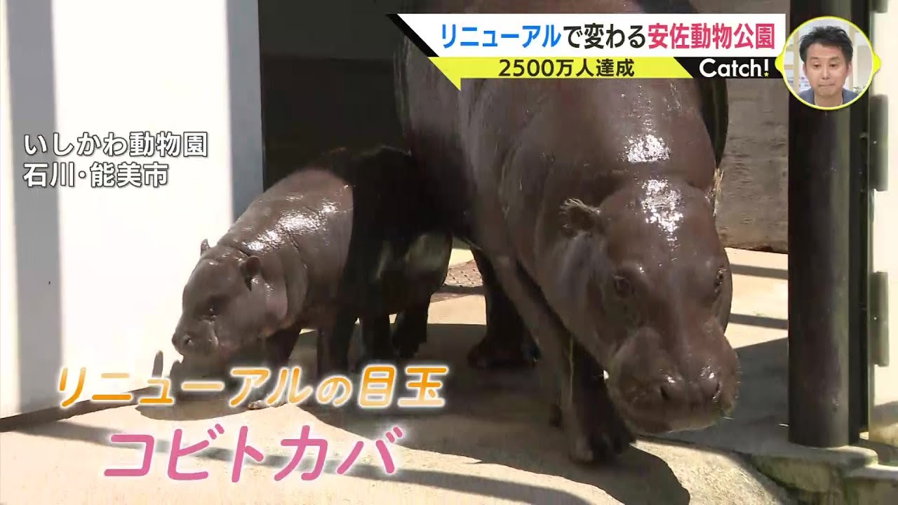 目玉は世界三大珍獣の一つ「コビトカバ」　広島・安佐動物公園の入園者2500万人達成　大規模なリニューアルが進行中