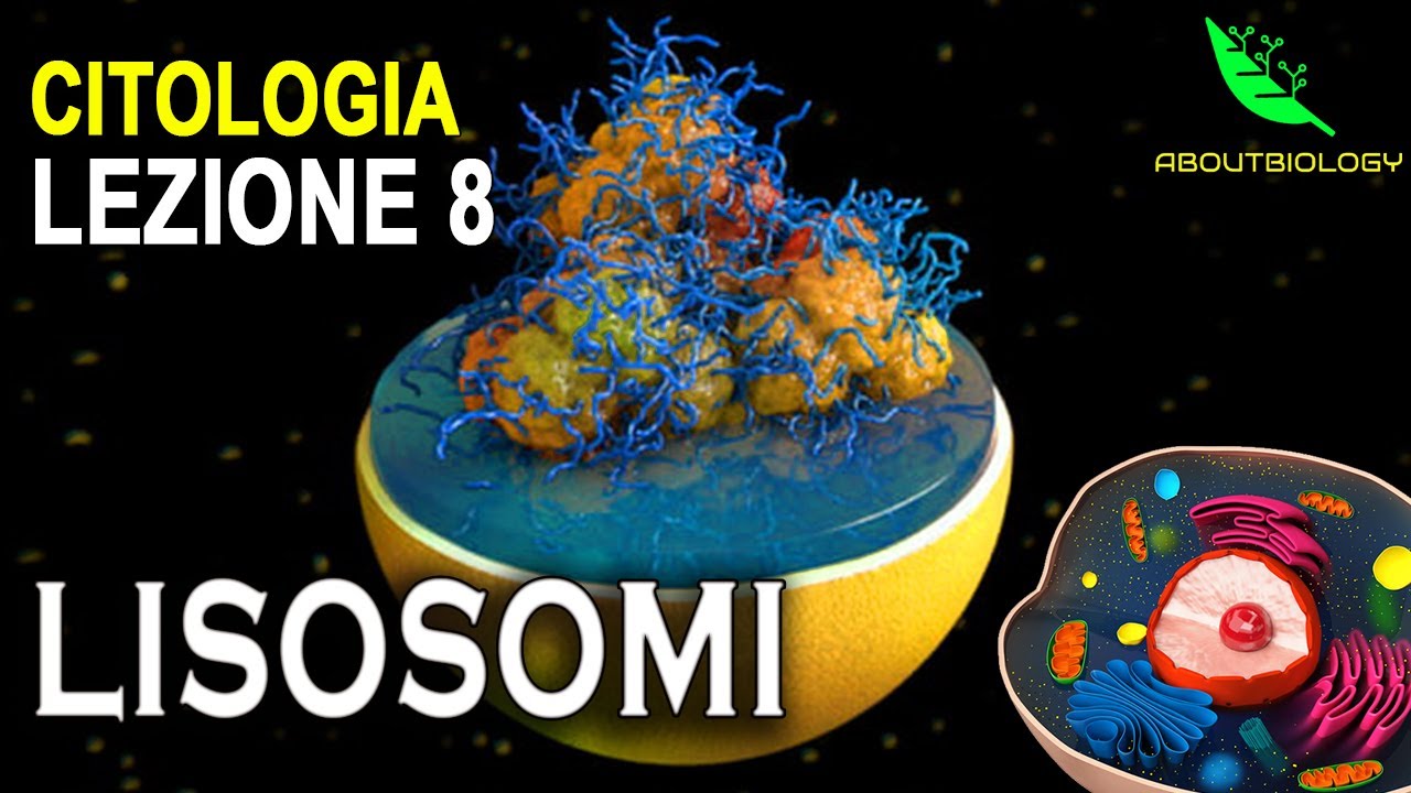 I LISOSOMI -Citologia Lezione 8