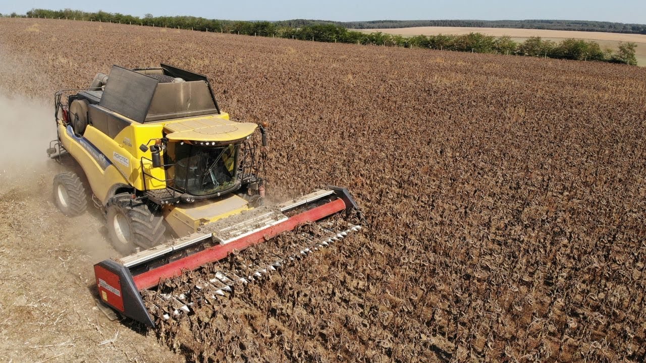 Működik a no-till technológia a napraforgóban? - Újabb somogyi tapasztalatok talajművelés nélkül