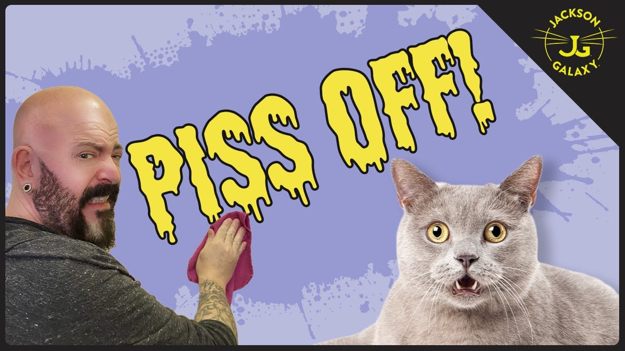You're Doing it Wrong: How to Clean Cat Pee
