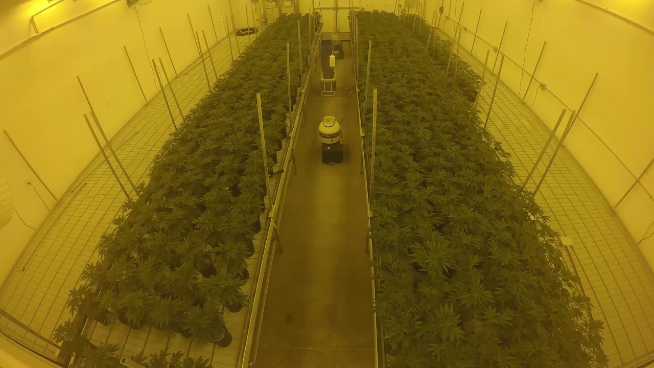 Large Scale Cannabis Grow Timelapse 2lbs per light first run