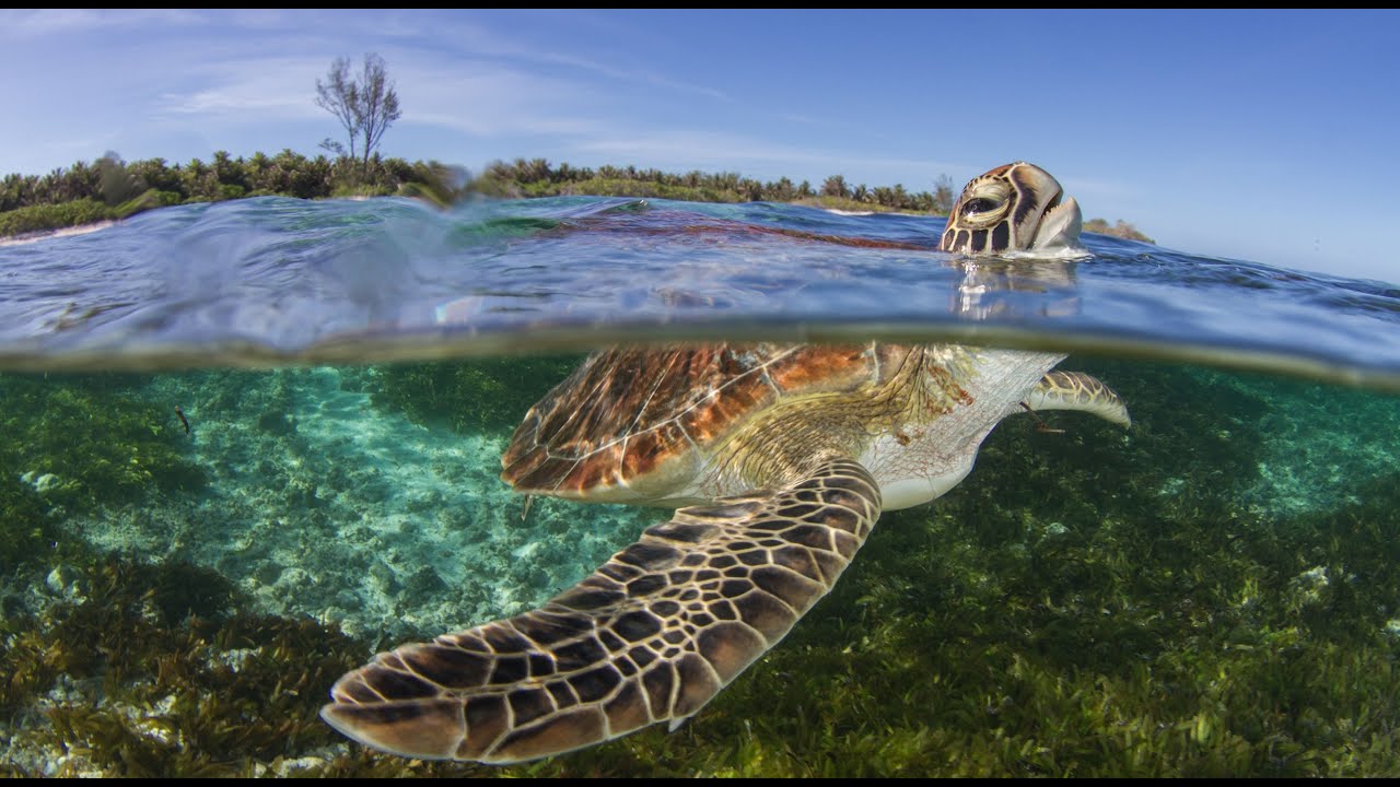 Marine Ecology - Exploring the Wonders of the Ocean (5 Minutes Microlearning)