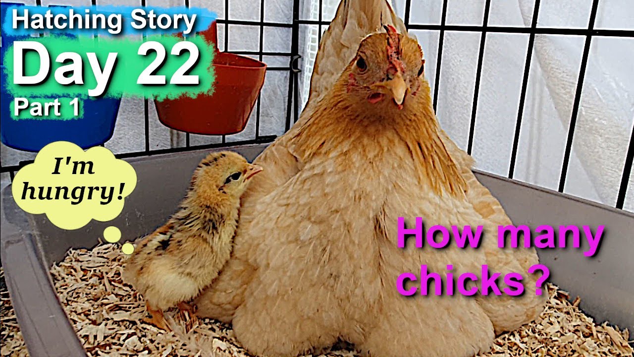 Pet Hen Hatching Tiny Chicks Day 22.1: How Many Serama Chicks Did Our Broody Hens Hatch?