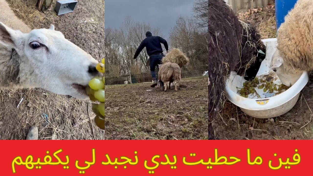 فين ما حطيت يدي نجبد لي يكفيهم