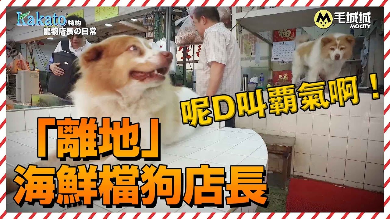 【Kakato特約 寵物店長之日常】「離地」覇氣海鮮檔狗店長