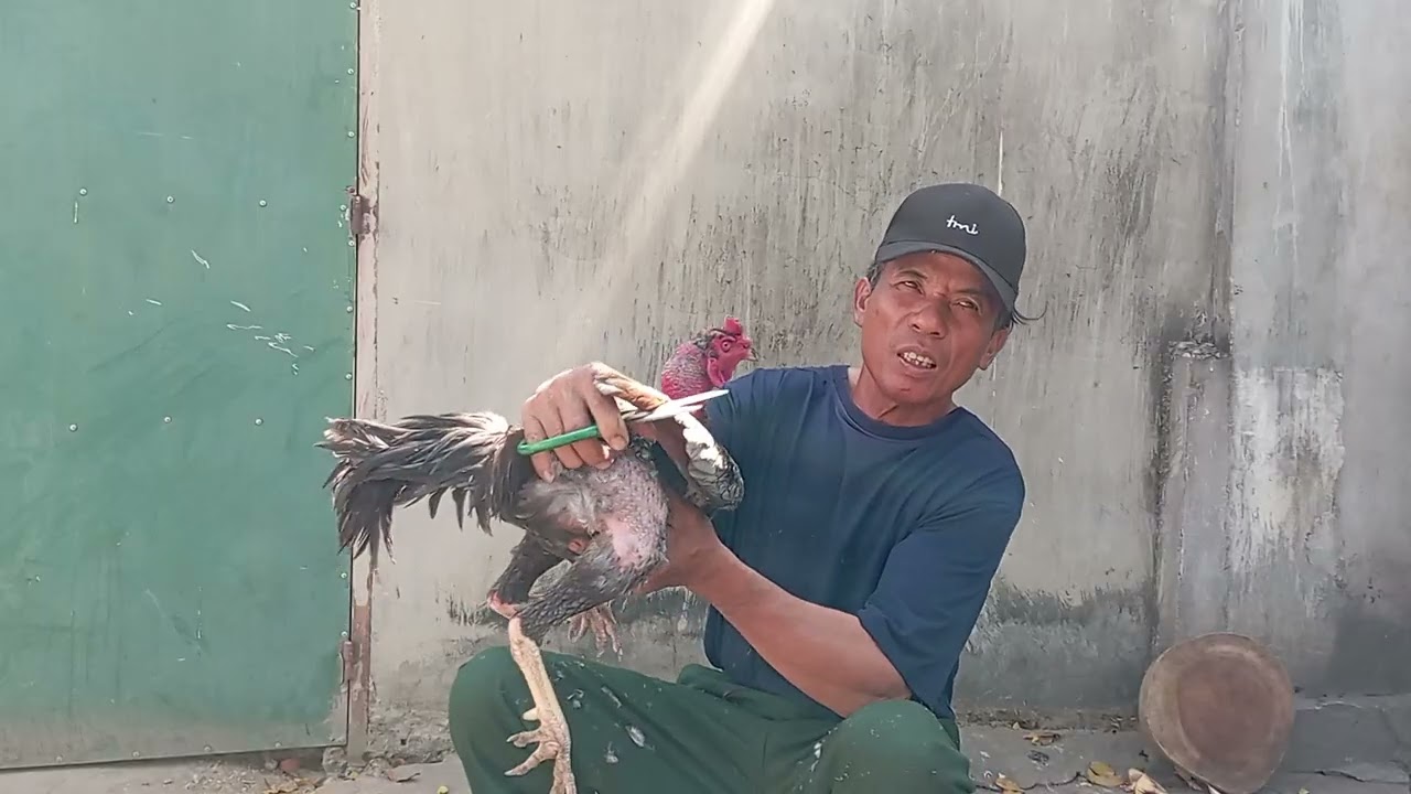 Gà chọi Lâm Đồng 