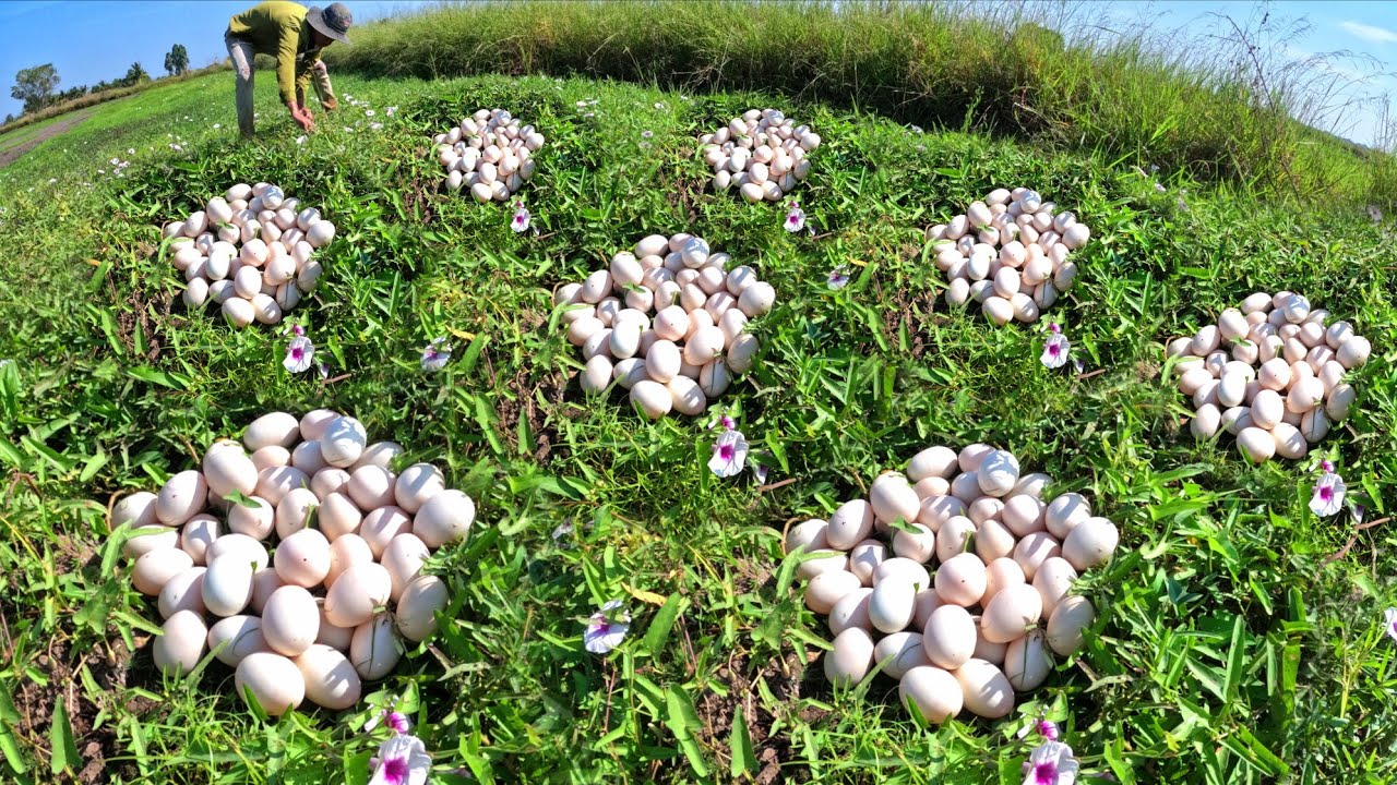 wow wow amazing, pick duck eggs under the straw in rice field
