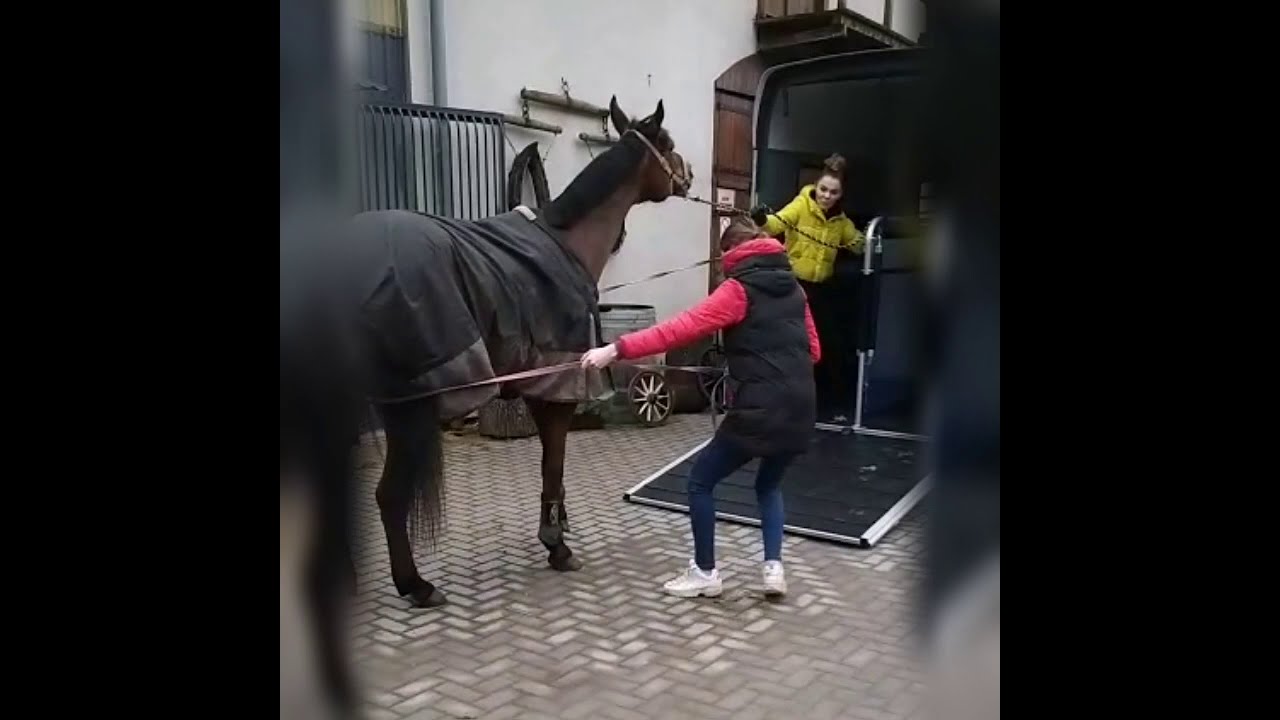 Pakowanie koni do przyczepy Gold 3 koniara końska koniow&oacute;z bukmanka www.nowim.pl