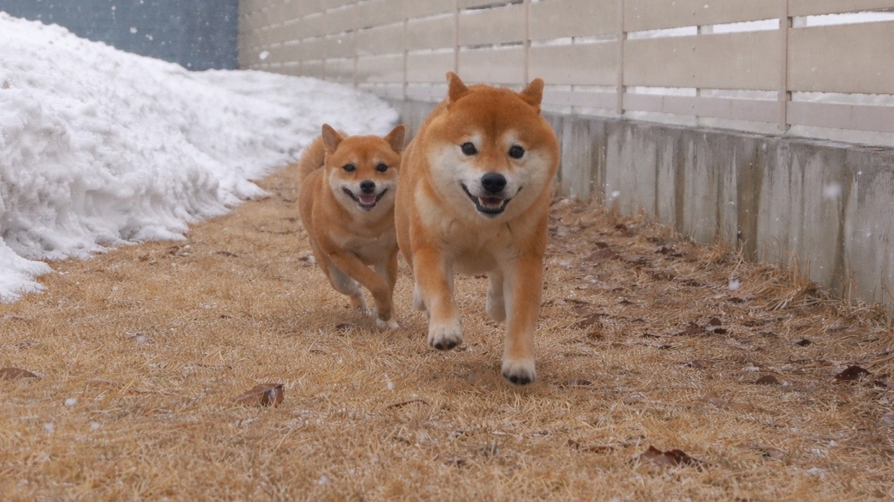 外を見たら猛吹雪…柴犬が大変なことに。