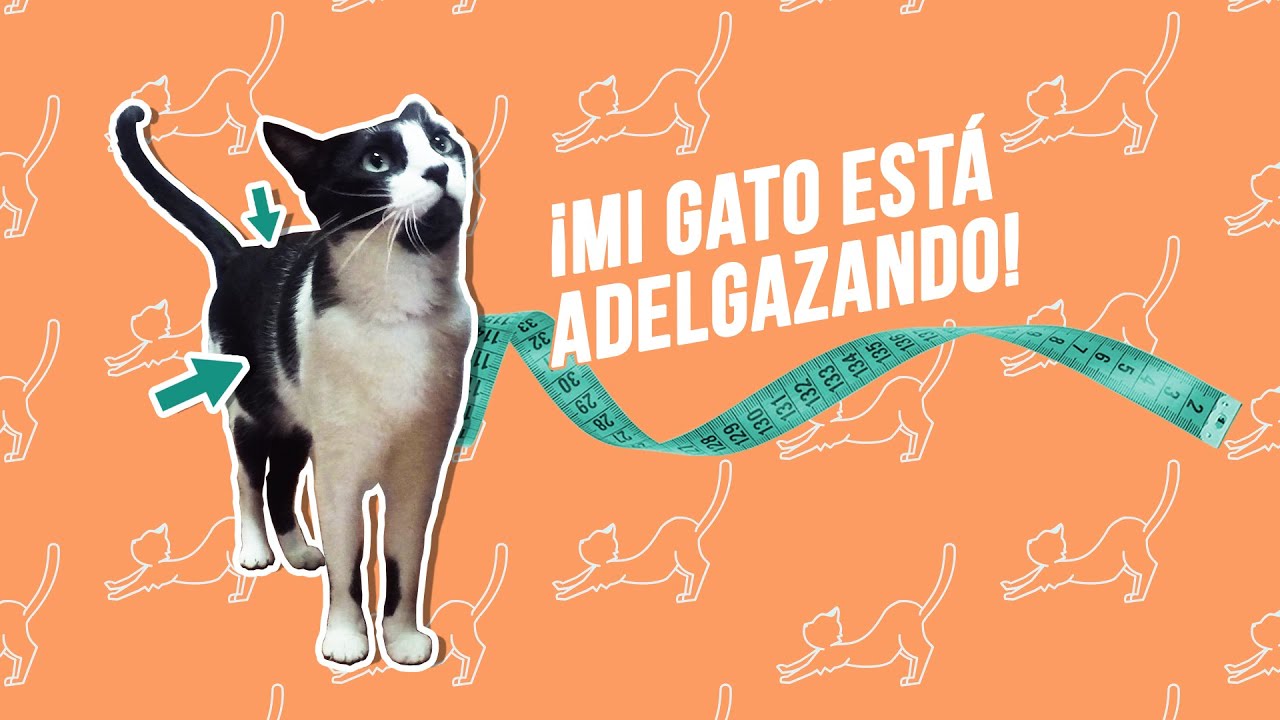¿Por qué está ADELGAZANDO tu gato? 🐈⚖️