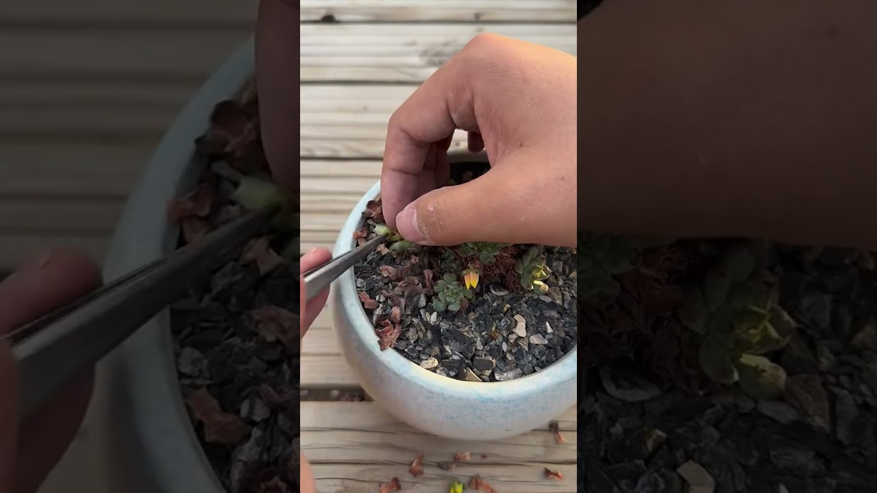 Natural Sunlight vs Grow Light for Succulents | What Works Best?