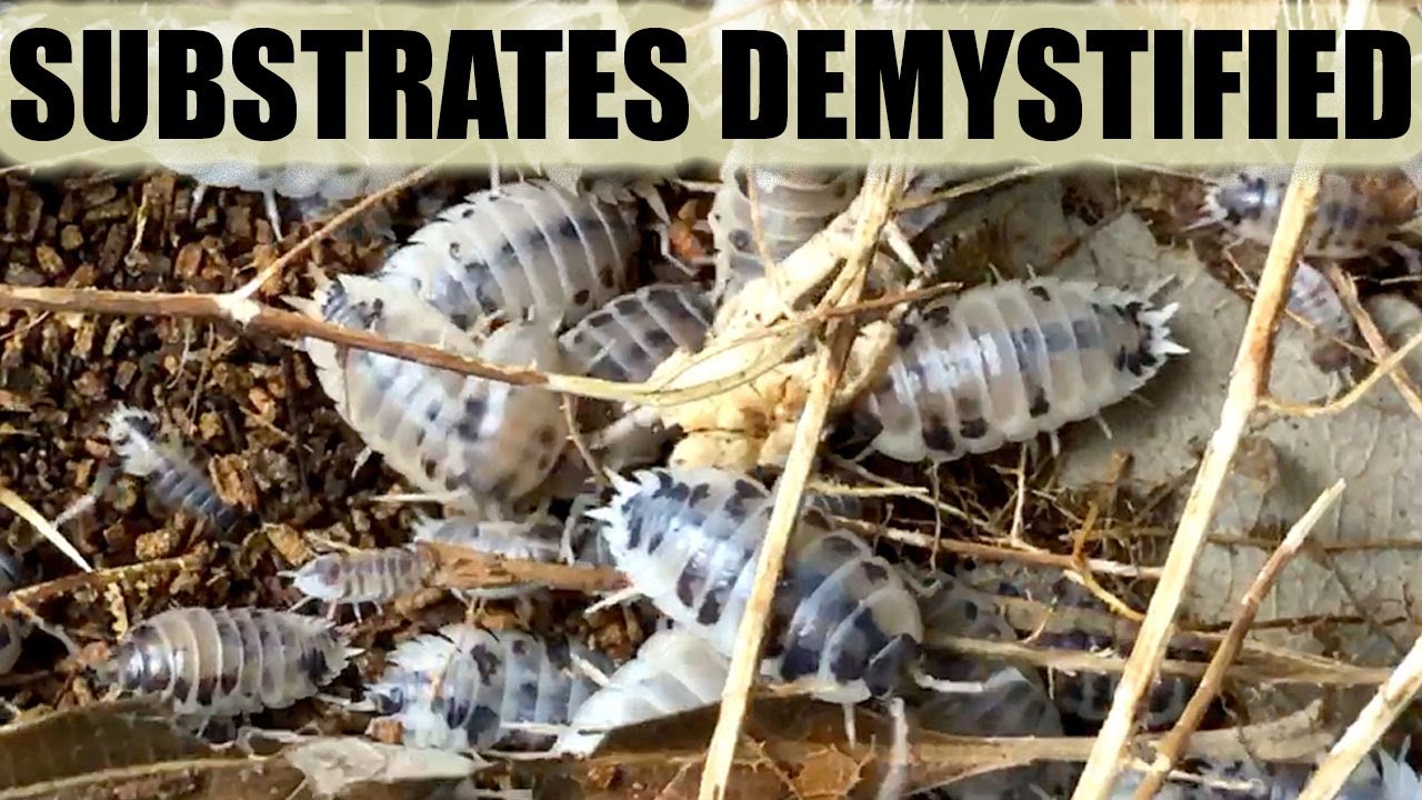ISOPOD SUBSTRATES DEMYSTIFIED: How to decide what will work best for you