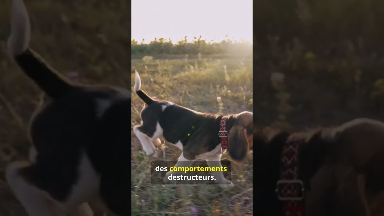 Le Beagle un compagnon énergique et joyeux 