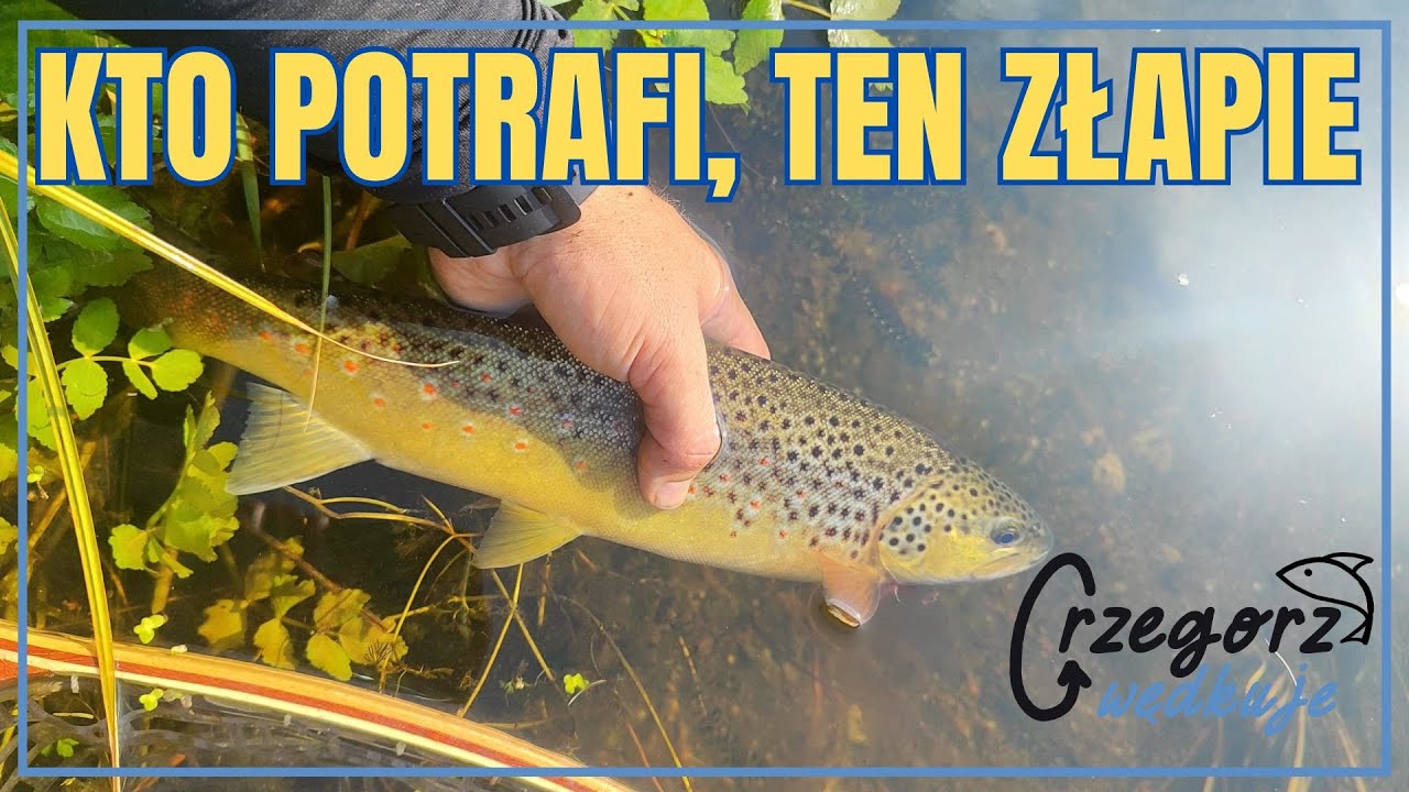 JESZCZE RAZ TE PSTRĄGI I Tsurinoya Elf C752UL i Shimano CALCUTTA CONQUEST BFS