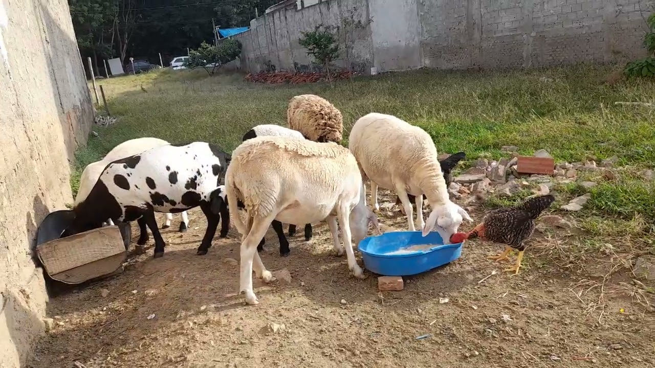 Carneiro du silvano 🐏