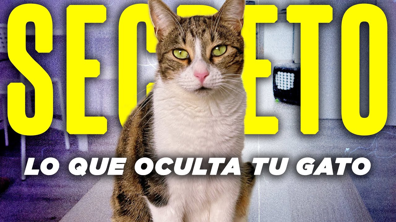 Los SECRETOS que TU GATO NO QUIERE QUE SEPAS 🐱 | Descubre qué ocultan