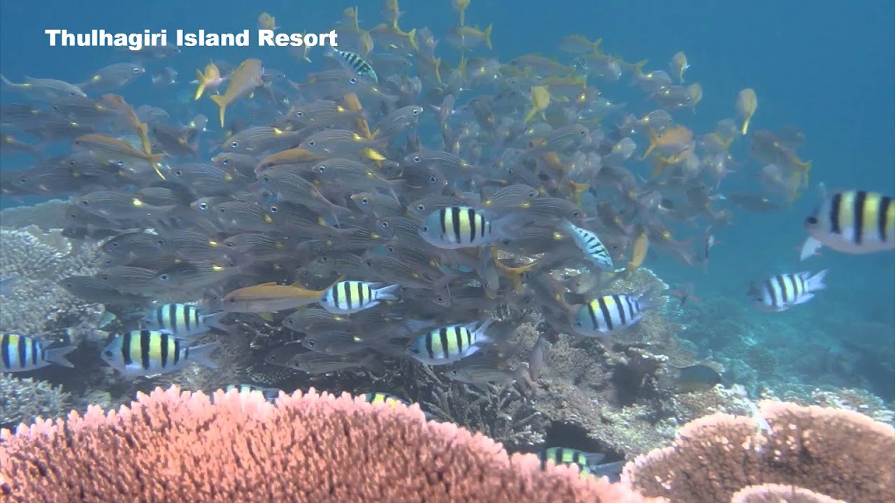 トラギリアイランドリゾート (Thulhagiri Island Resort)  (snorkeling)