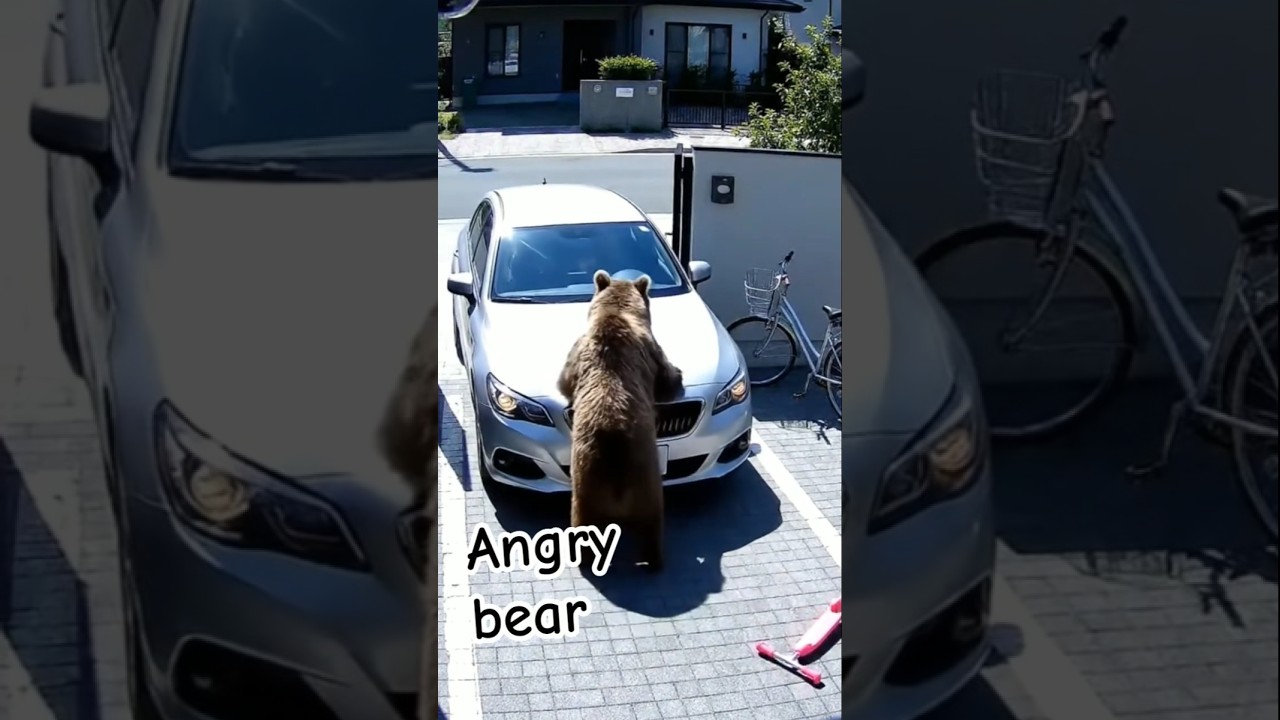 Bear Attacks Car #animals #shortvideo