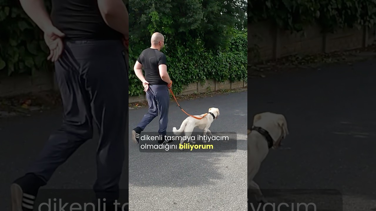 K&ouml;pekle Y&uuml;r&uuml;y&uuml;ş | &Ccedil;ekiyorsa #k&ouml;pek #k&ouml;pekadam #&ccedil;ağrıaracı #k&ouml;pekler #k&ouml;pekley&uuml;r&uuml;mek #dogs