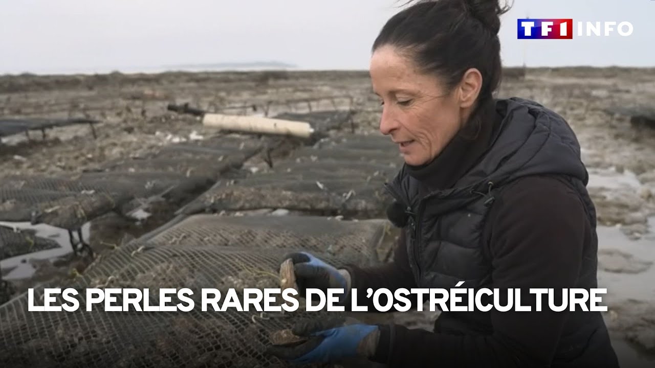 Les perles rares de l’ostréiculture
