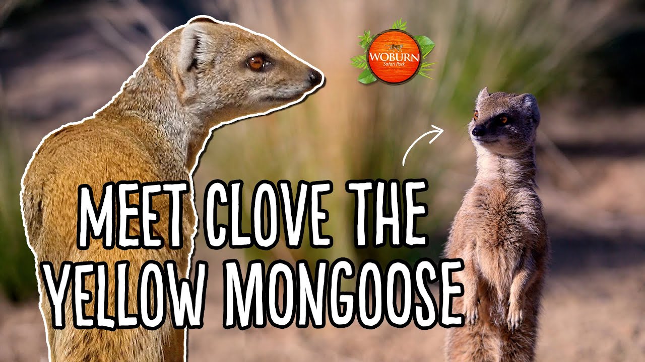 Meet Clove the Yellow Mongoose! ☀️&hearts;️