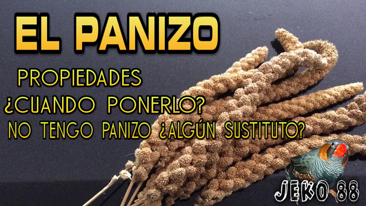 EL PANIZO - CUANDO USARLO Y SUS PROPIEDADES