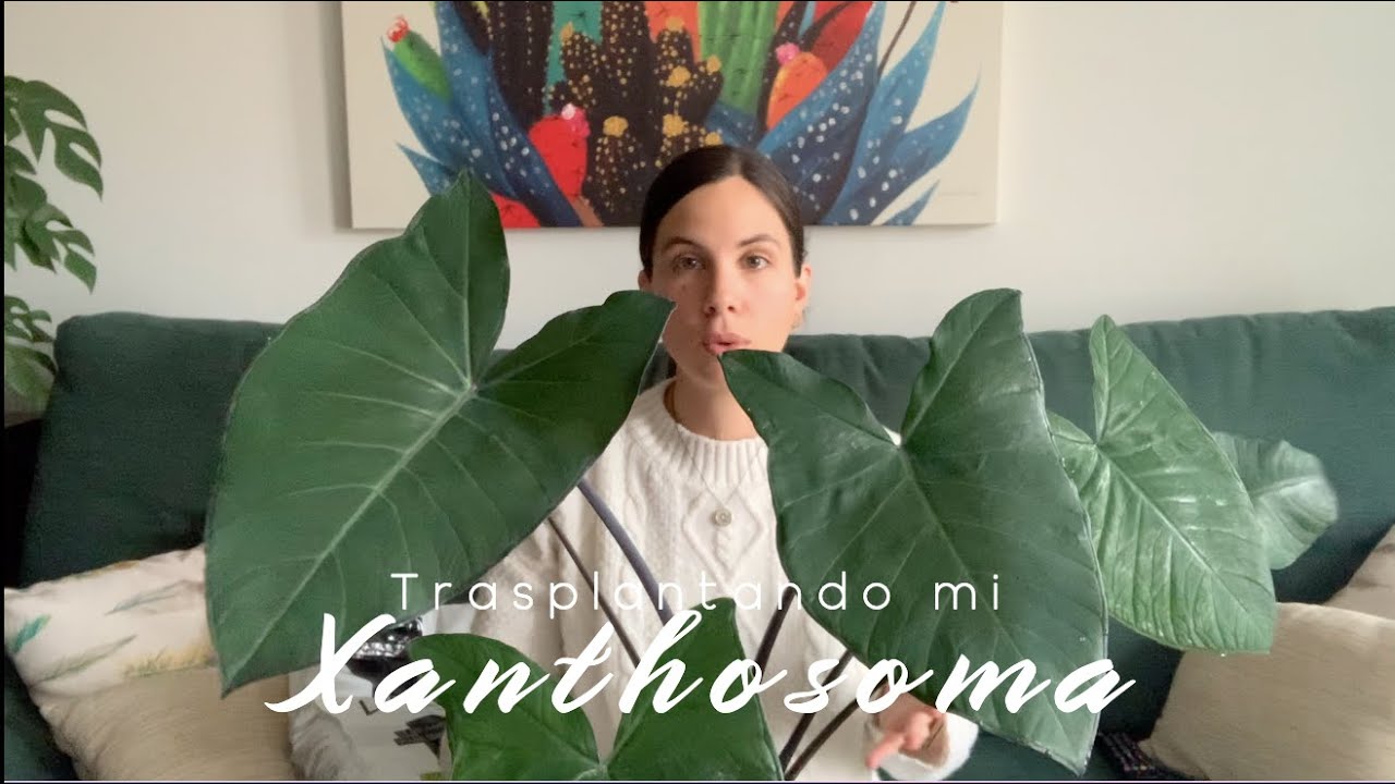 Actualización de mi Xanthosoma: lo trasplantamos a maceta de auto-riego con lechuza pon