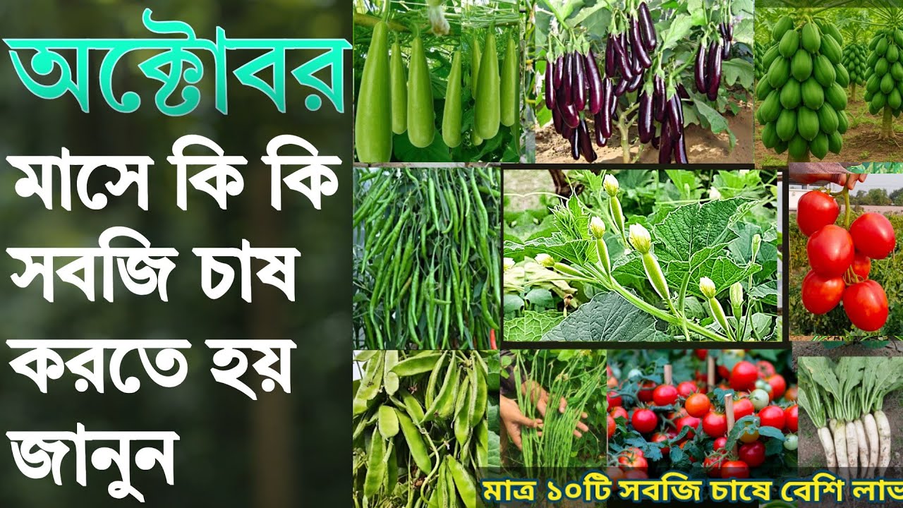 অক্টোবর মাসে কি কি শাক সবজি চাষ করতে হয় জানুন - মাত্র ১০ টি সবজি চাষে বেশি লাভ - শীতকালীন সবজি চাষ