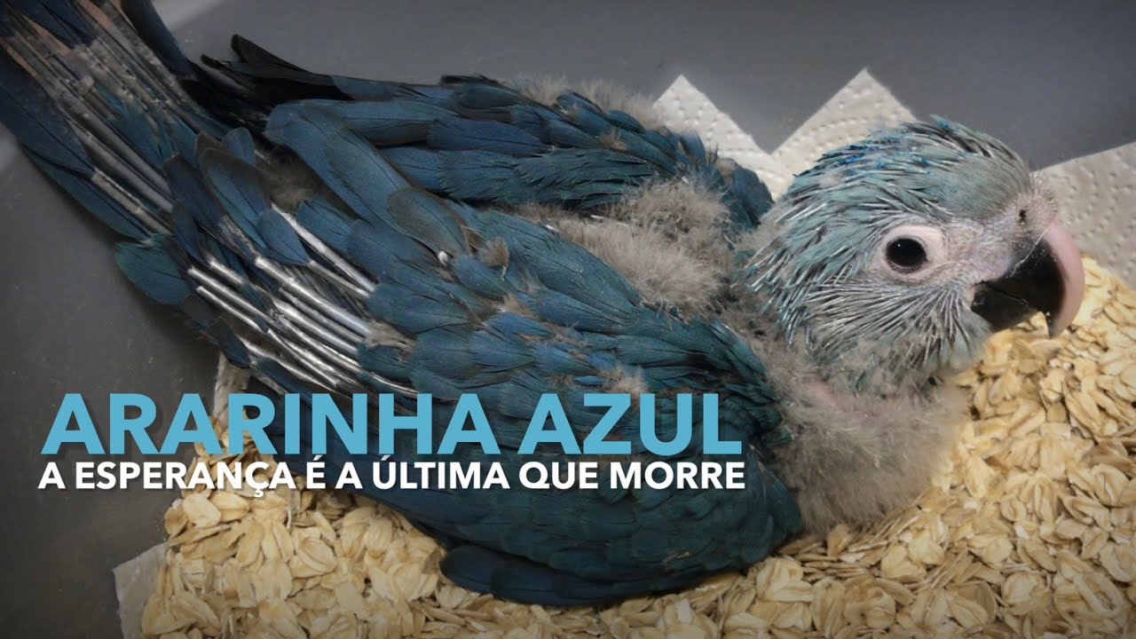 ARARINHA AZUL | Projeto de conservação trará ESPÉCIE EXTINTA de volta para NATUREZA!