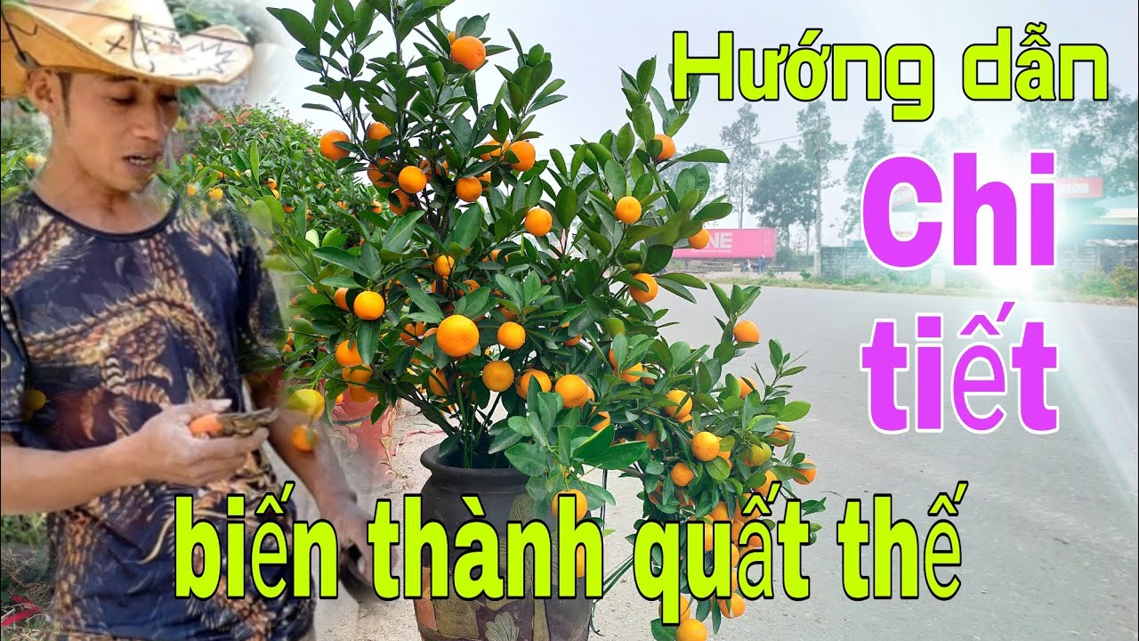 Tạo Quất thế trên chum. chia sẻ kỹ thuật cắt tỉa. những điều bạn cần biết