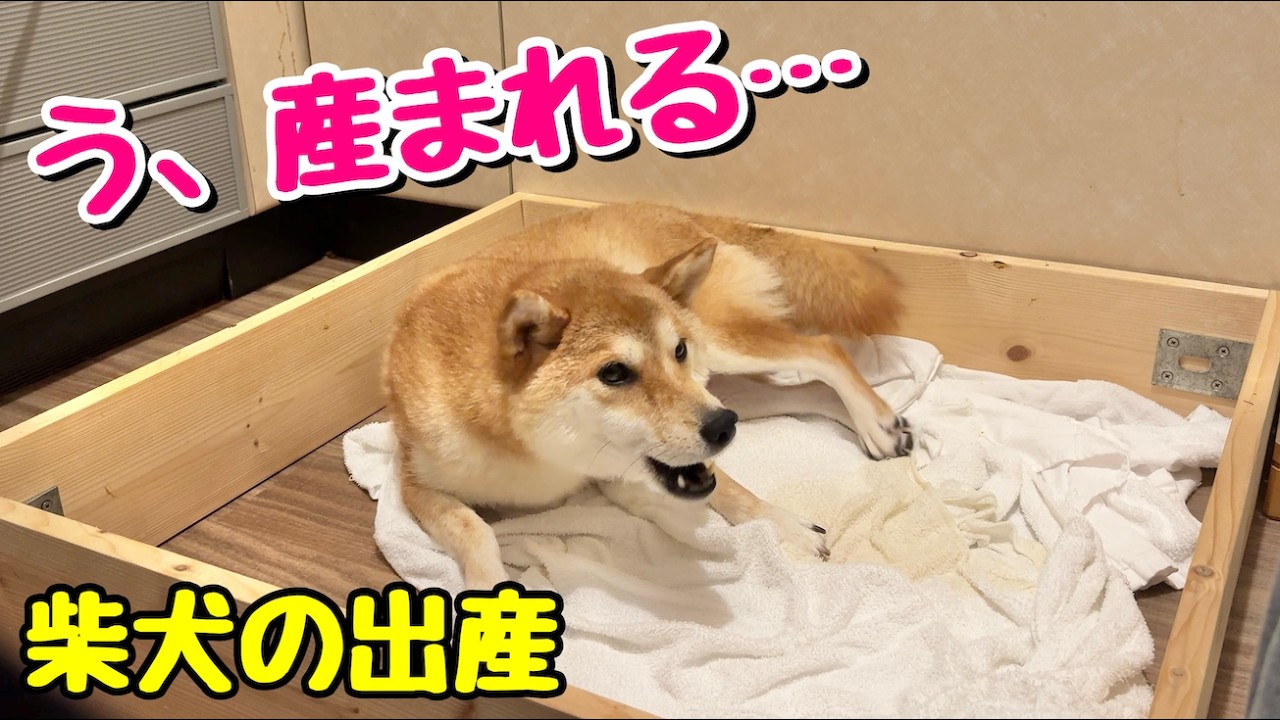 【柴犬 出産ドキュメンタリー】緊迫 深夜2時の出産 妊娠60日目の奇跡 season 7