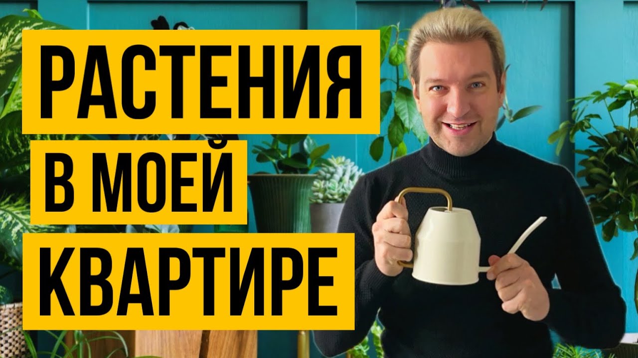 РАСТЕНИЯ В МОЕЙ КВАРТИРЕ. УХОД. ПЕРЕСАДКА.