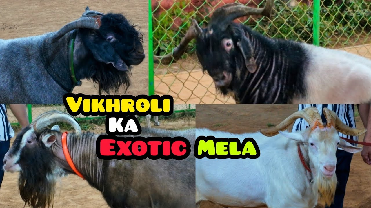 Dhundh dhundh ke Exotic Dikhaye Jaege😍🔥 || Al Mehtab Goat Farm