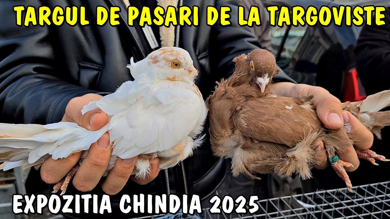 Viața la țară - Târgul de păsări de la Târgoviște - ce am văzut prin târg⁉️ Noiembrie 2025 🐓🕊🐇 