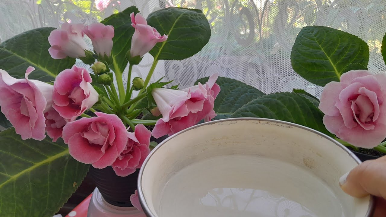 🌸BARDAK MENEKŞESİ ÇİÇEĞİNE  (Gloksinya)BUNU VER COŞTUR 🌺 ÜRETİMİ, KONUMU NASIL OLMALI